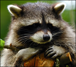 raccoon removal Kingwood